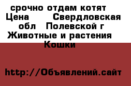 срочно отдам котят  › Цена ­ 0 - Свердловская обл., Полевской г. Животные и растения » Кошки   